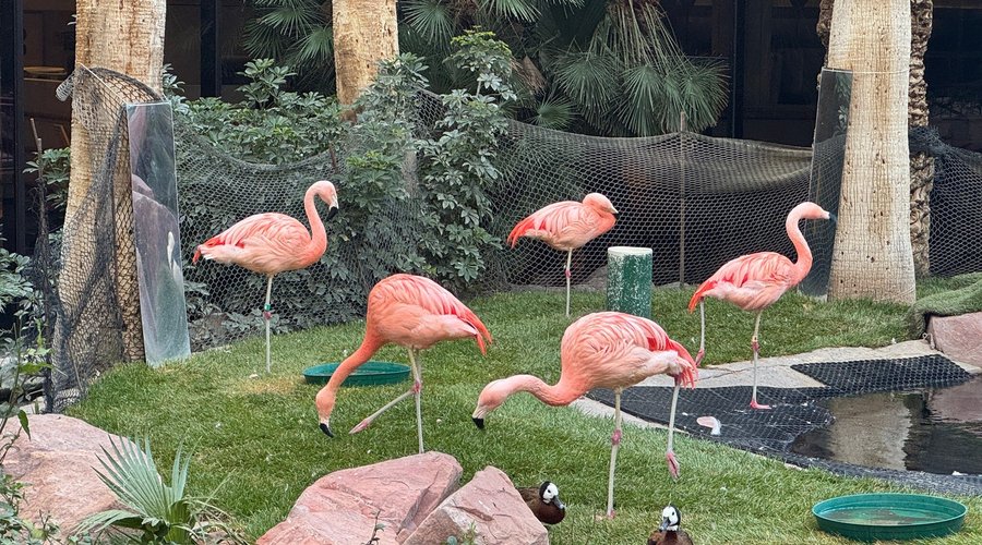 Flamingo Wildlife Habitat