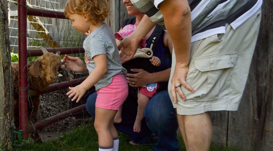 Baby goats are always a highlight