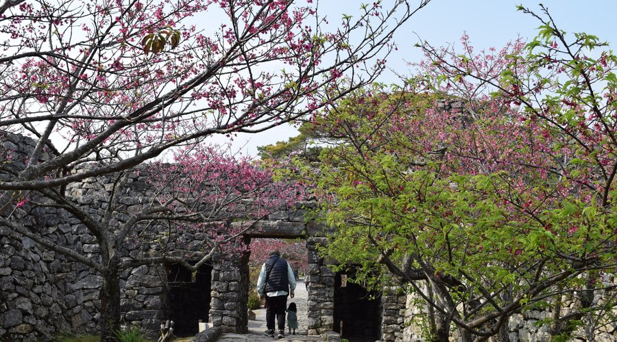緋寒桜も