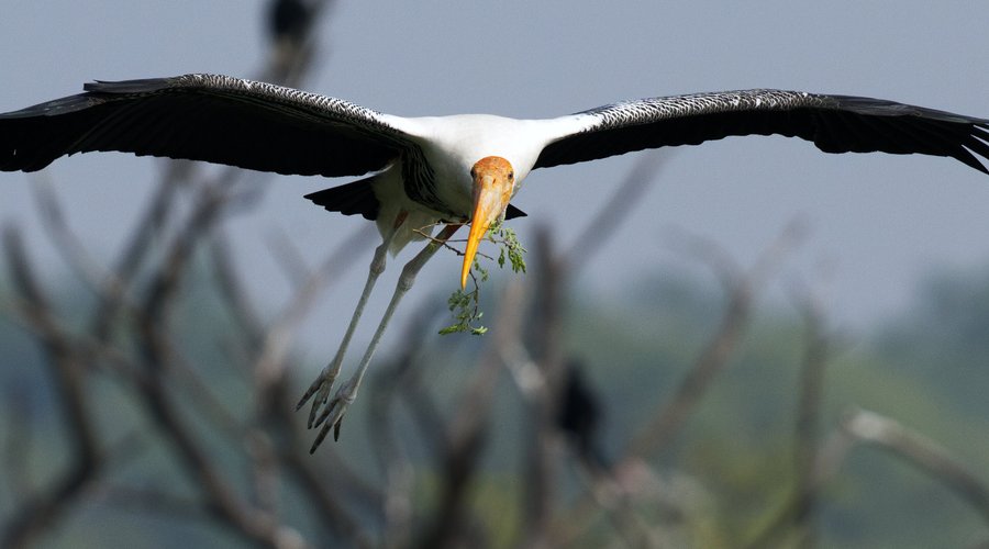 Painted Stork