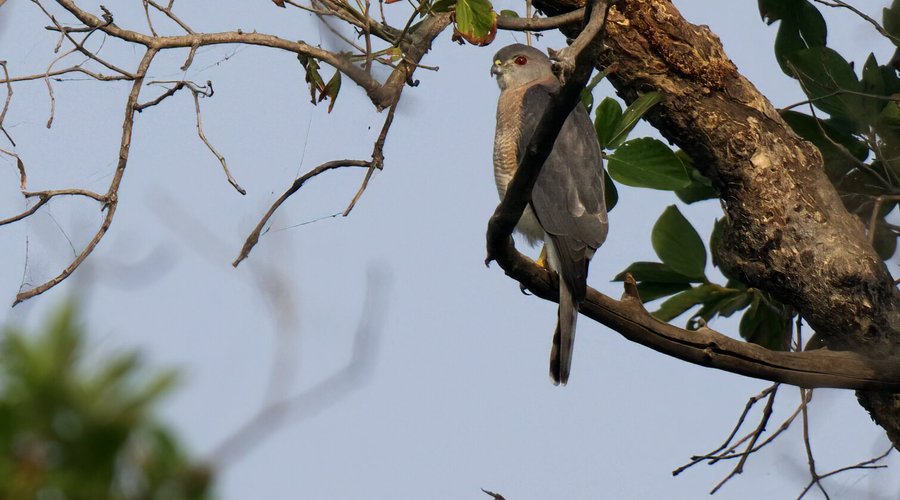 Shikra