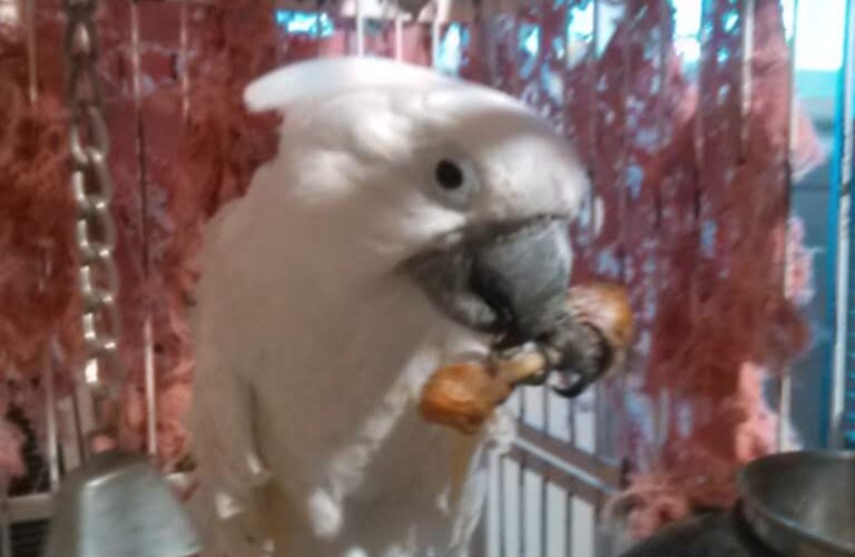 Parrot prefers Lee's chicken, there is always a breeze at Gus's. Because service SUCKS!