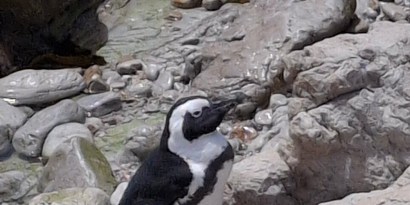 African Penguins
