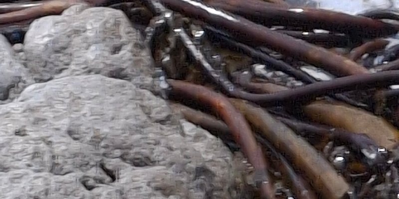 African Penguins