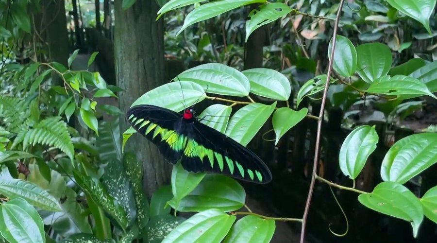 Kuala Lumpur Butterfly Park, Kuala Lumpur, Malaysia