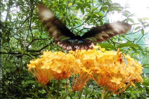 Kuala Lumpur Butterfly Park, Kuala Lumpur, Malaysia