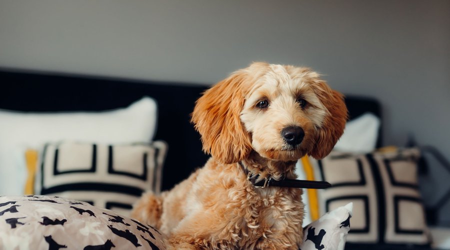 Dog friendly hotel