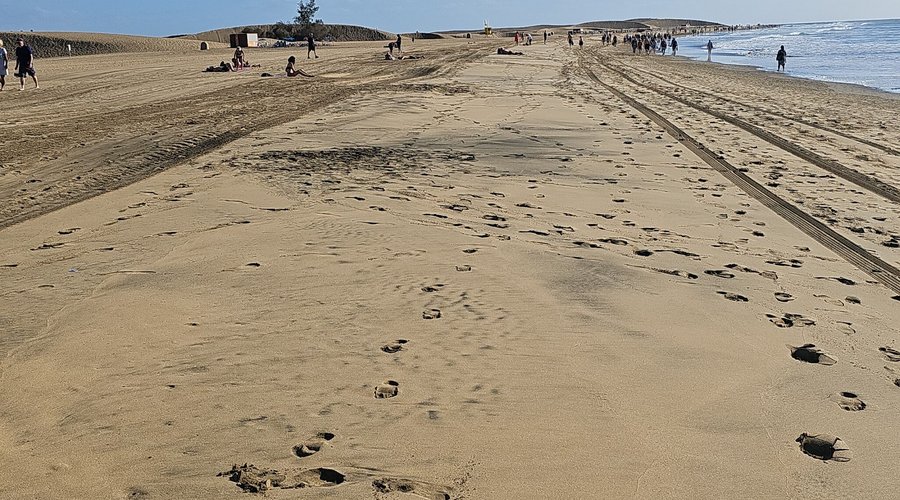 Stranden mottas Palomas vid havet. En härlig tur 