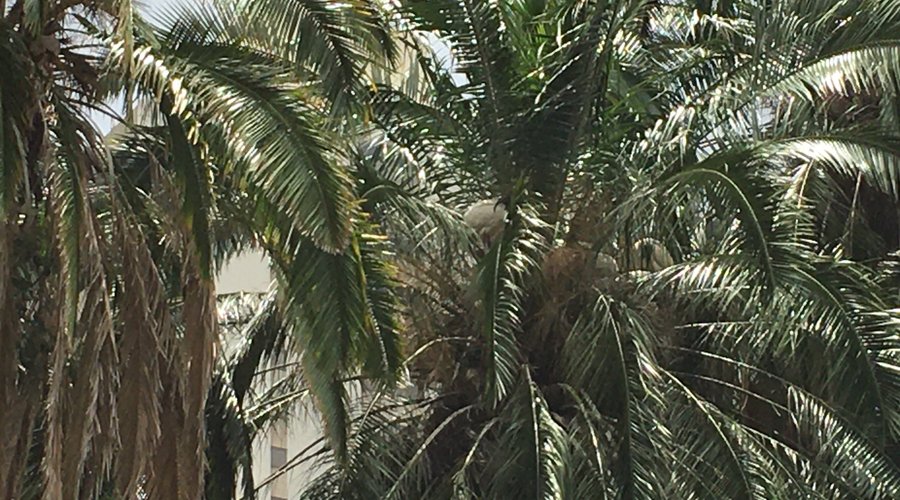 Palms 