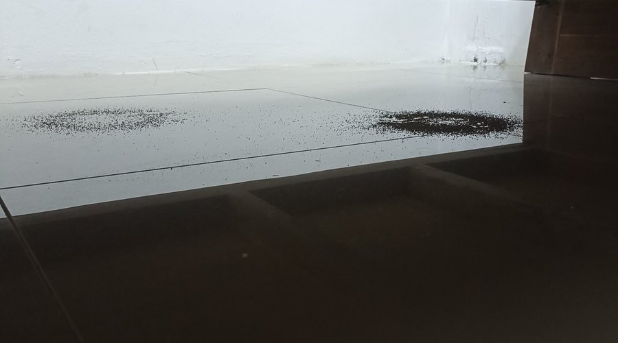 Ça ce trouve sous le lit. C des nids de fourmis.