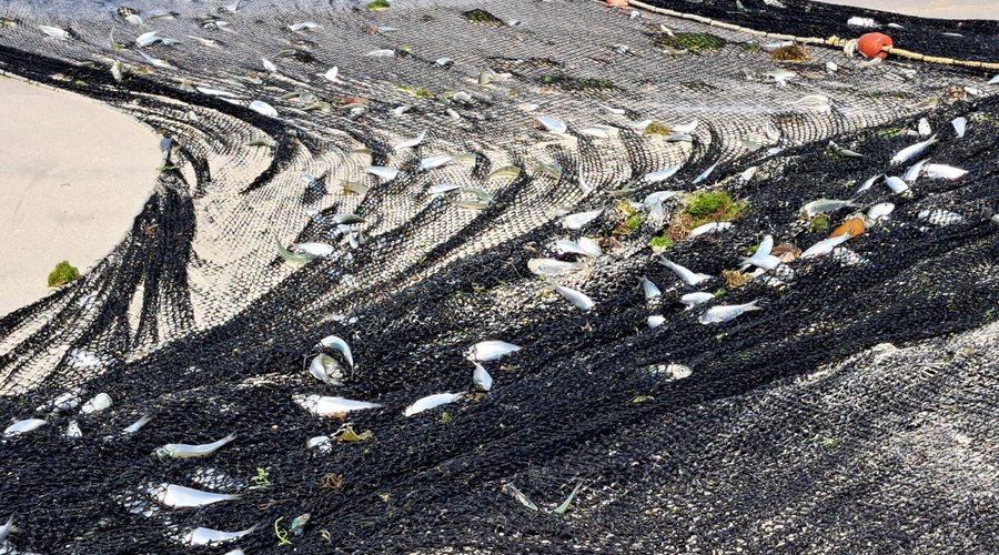 Dead fish left by the fishermen
