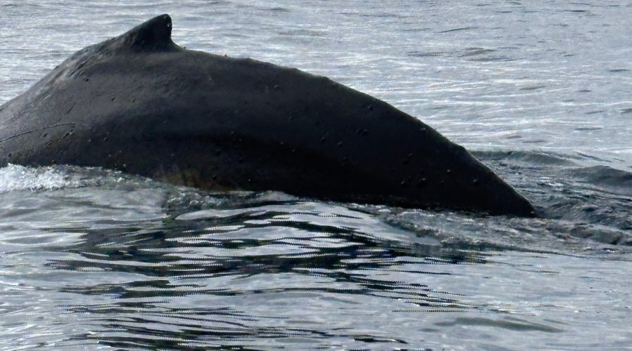 Whale next to our zodiac, so close could not get the whole body!