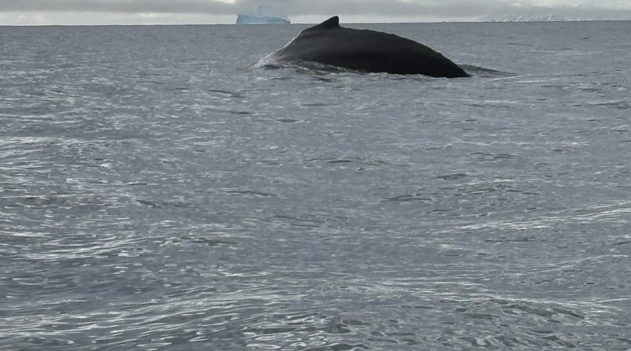Whale