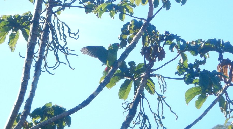 AVANCARÍ NATURE RESERVE (Monteverde): Ce qu'il faut savoir pour votre ...