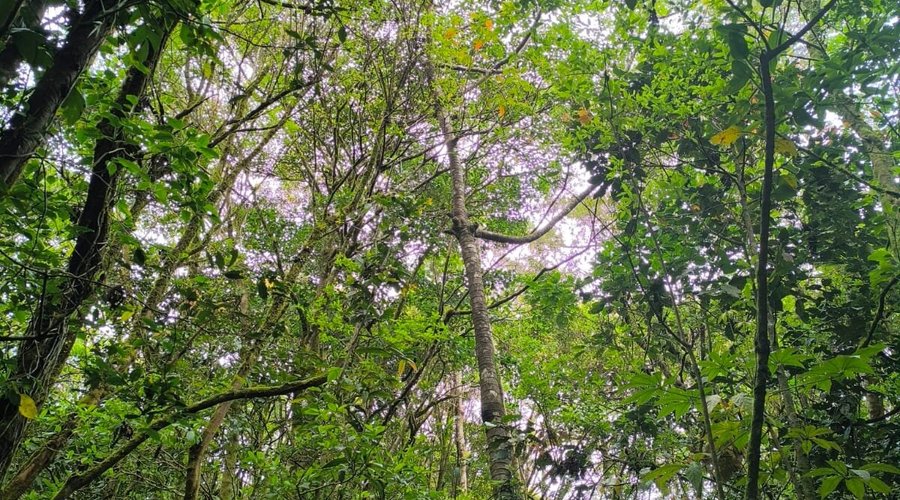 AVANCARÍ NATURE RESERVE (Monteverde): Ce qu'il faut savoir pour votre ...