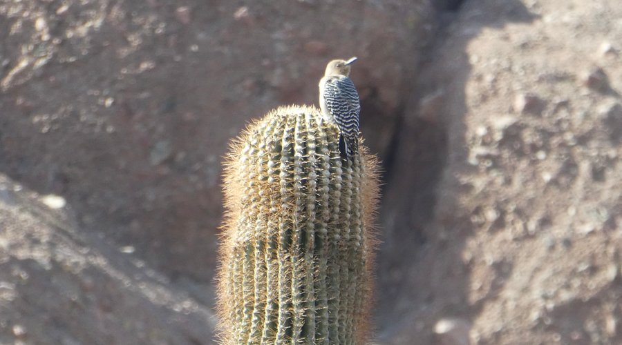 Gila woodpecker on a cactus in the park.