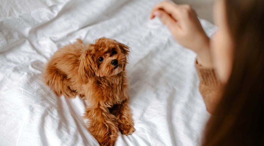 Angebot Sorell Dog Room