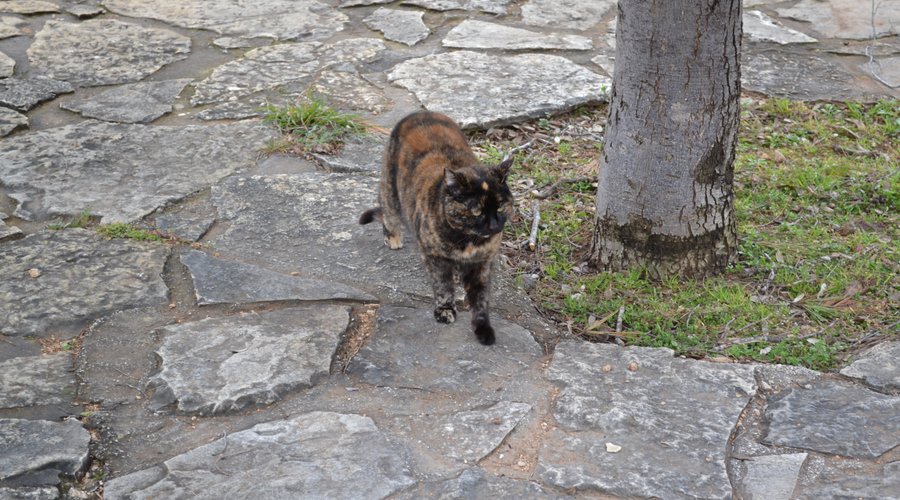 local cats - popular in Croatia