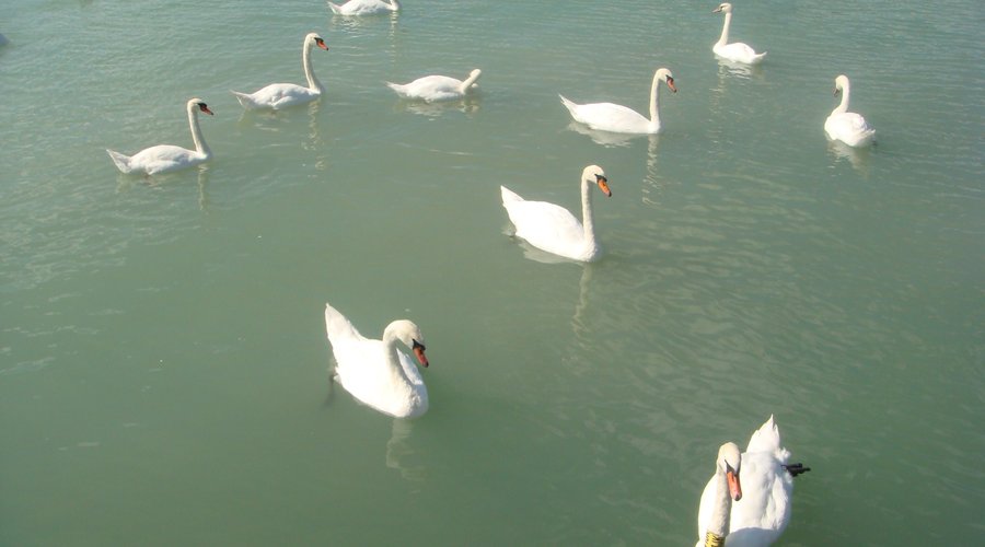Balatonfüred - la marina (H)