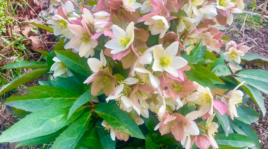 Helleborus orientalis , otherwise known as the Lenten rose, is the main flowering plant in the gardens just now. 