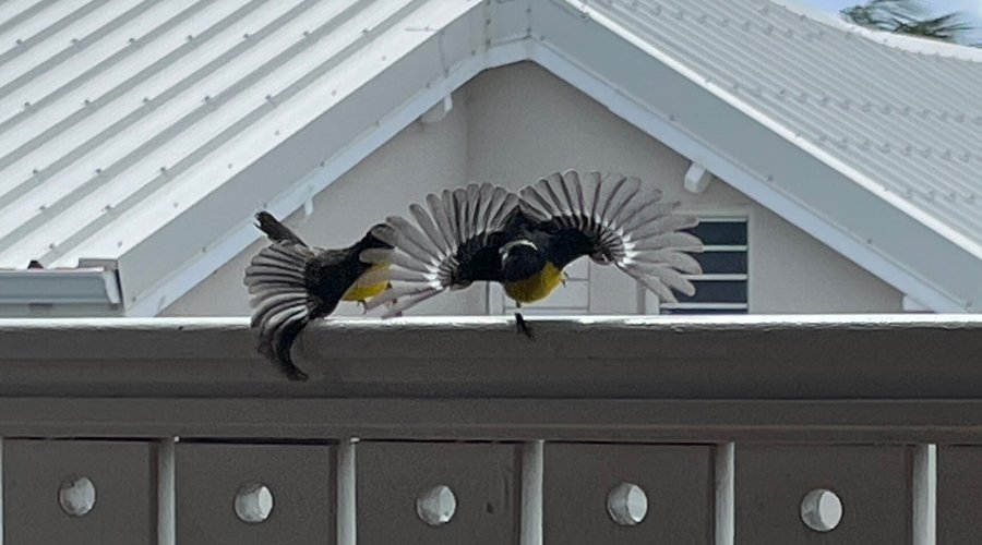 Mes oiseaux du matin: Sucrier à ventre jaune une espèce de passereau déployant sa queue