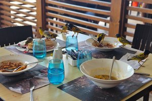 Comedor