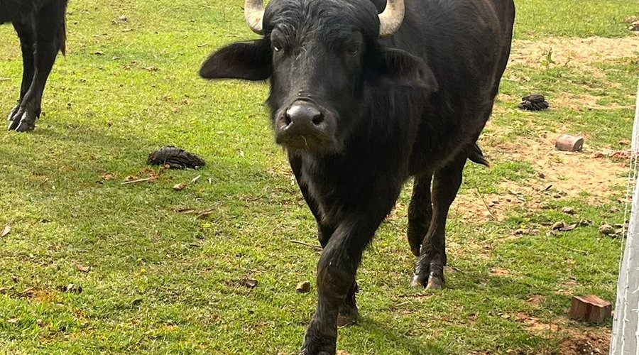 Búfalo 