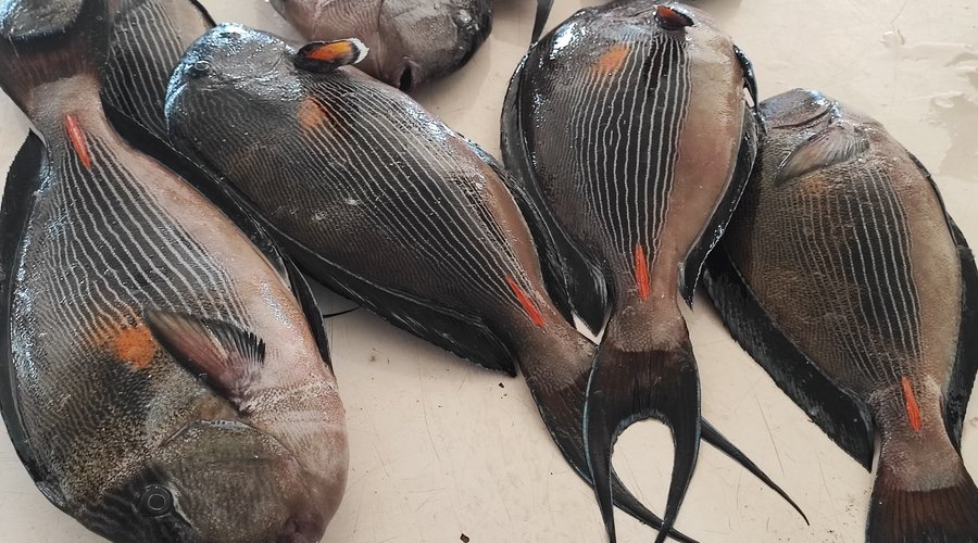 pesce luna?