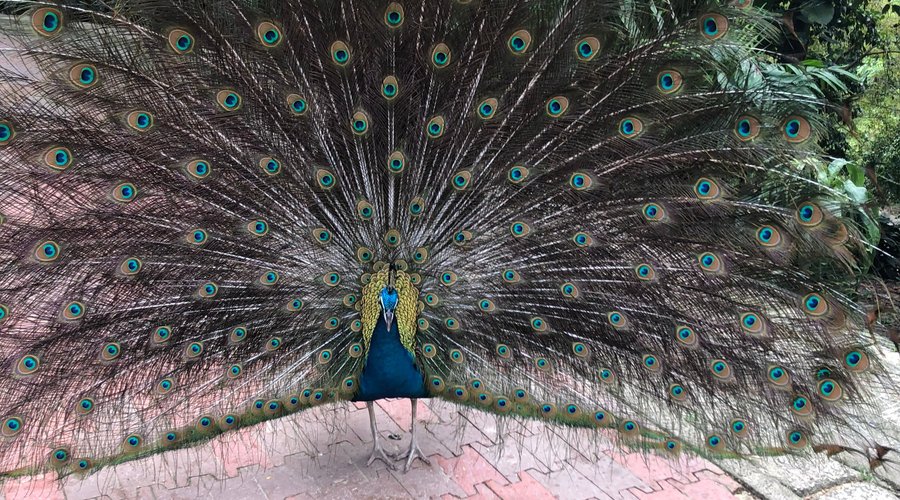 Peacock with feathers out 