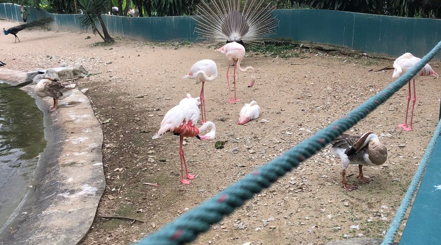 Flamingos by the pond