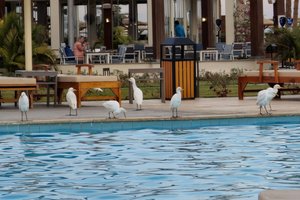 Pool & Beach