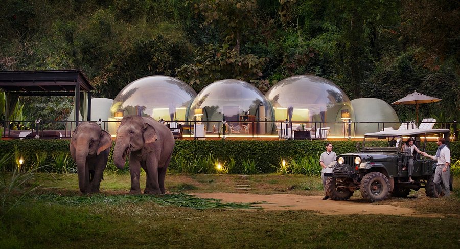 Elephant Bubble In A World Where You Can Be Anything Be Kind Elephant Bubble In A World Where You Can Be Anything Be Kind