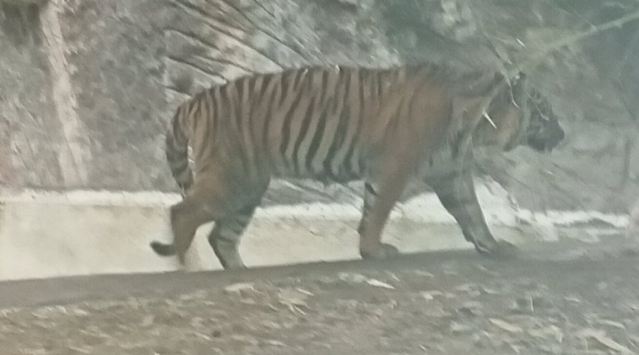 Sumatran tiger