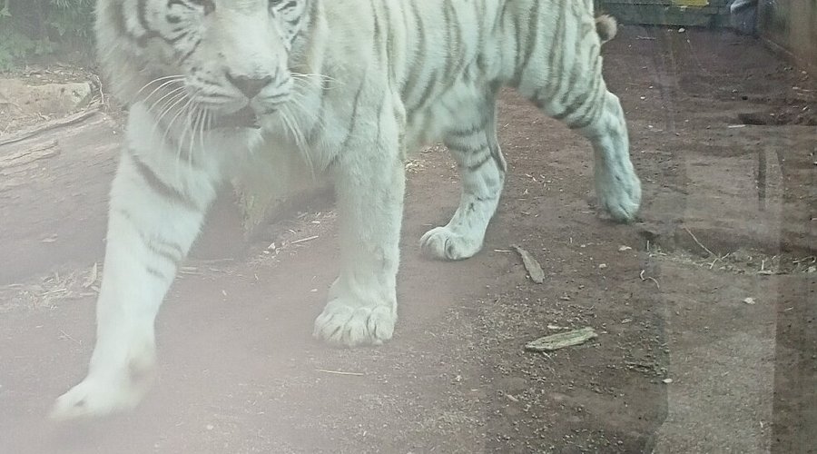 White tiger