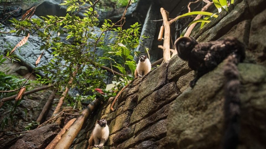 The Rainforest  - Universeum Gothenburg 