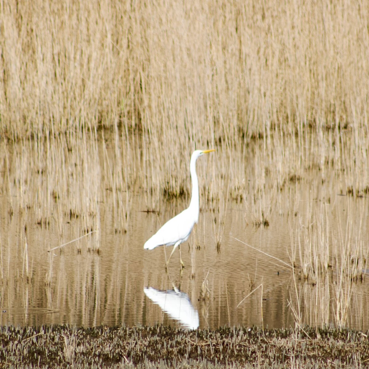 Rspb Marazion Marsh - Qué SABER antes de ir (ACTUALIZADO 2025 ...