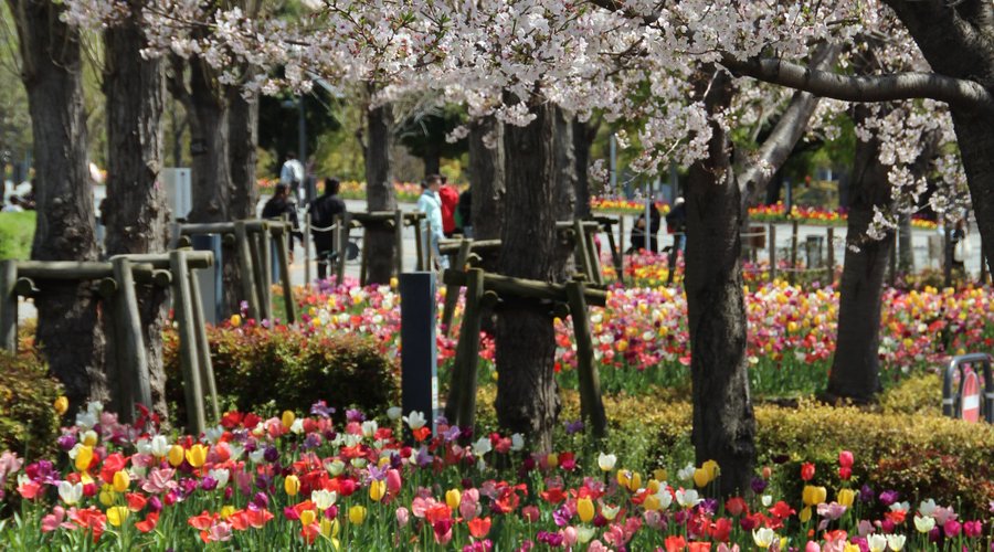 Abwechslung: Spazieren an Blumenbeeten