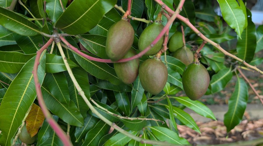 Mango.