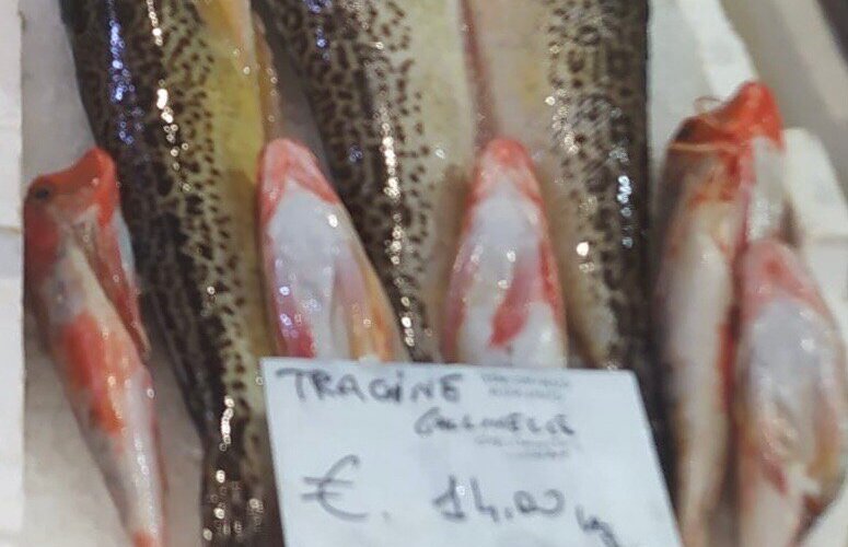 TRACINE Collignoni in bella mostra con alcune Gallinelle di Mare ….