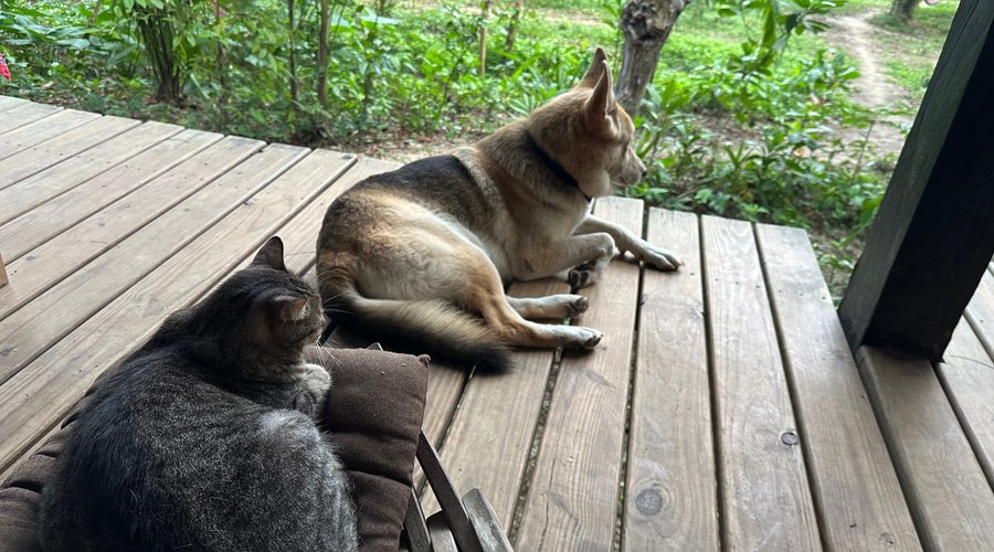 Holly the dog and one of the cats of the owners. So friendly and pleasant. 