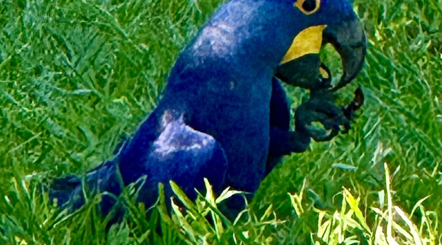 Arara Azul comendo Bacuri na fazenda Boca da Onça 