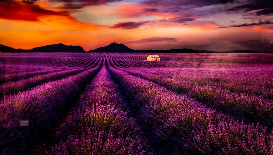 Lavender field at sunset