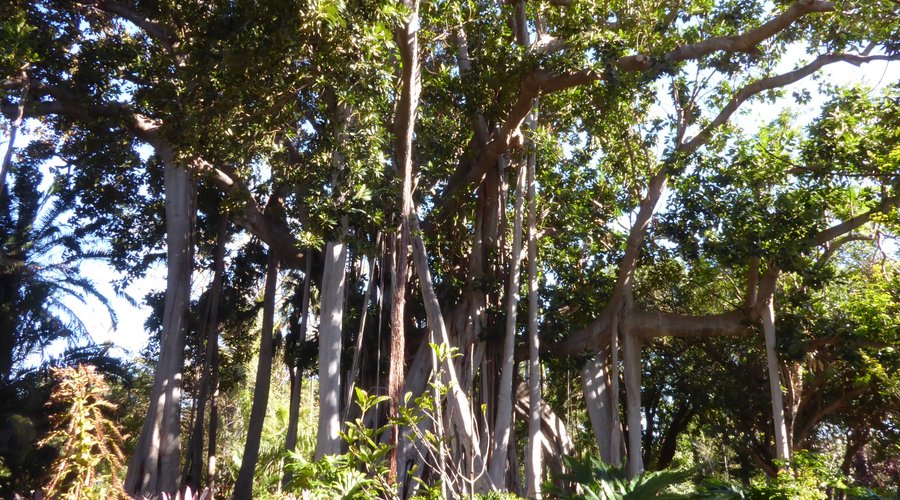 A massive Ficus tree with its numerous ‘adventurous’ roots. 