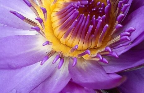 la meraviglia dei fiori di loto