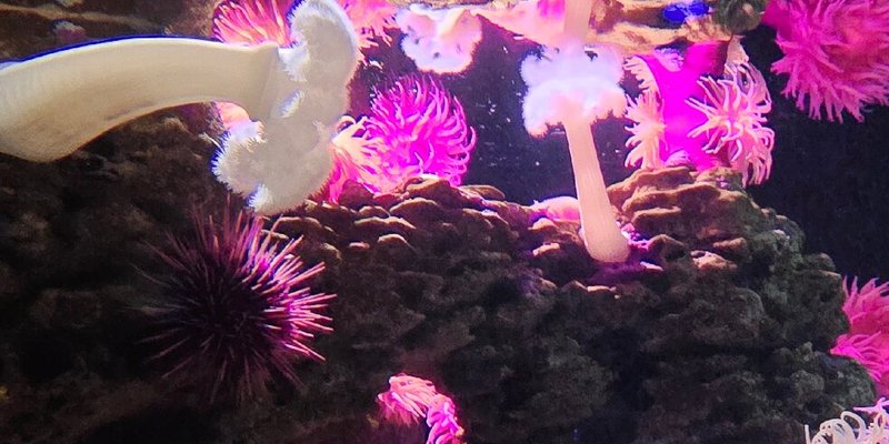 New England Aquarium
