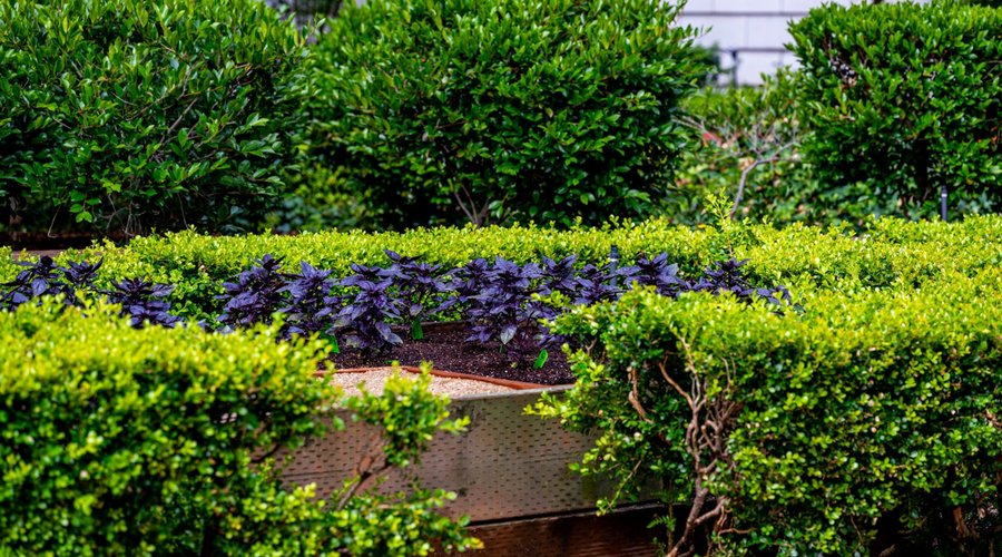 Herb Garden at Ritz Carlton