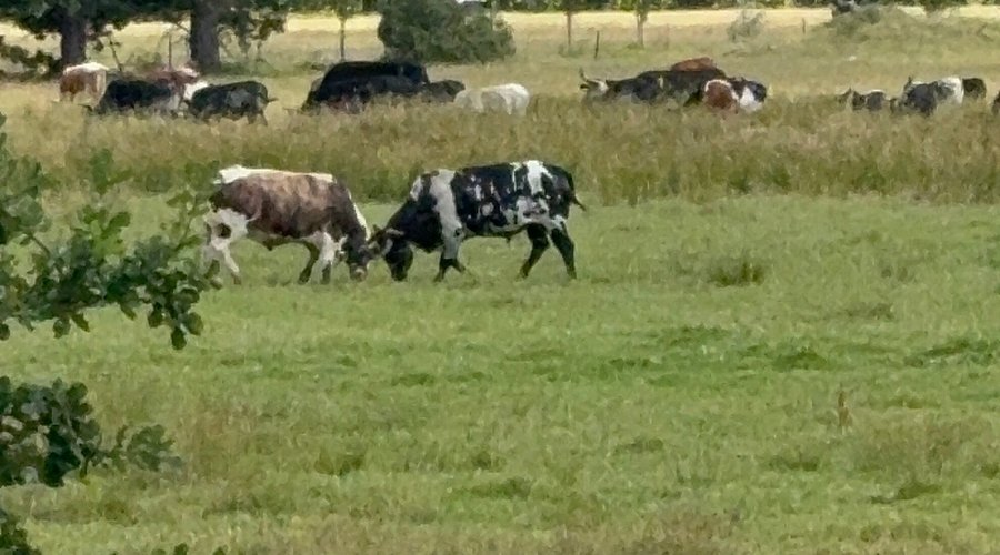 Bull play