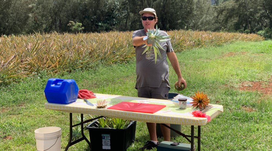 pineapple demonstration by employee/guide