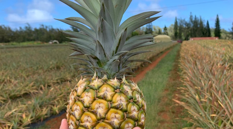 pineapple I got to harvest and keep (I will be trying to grow a new pineapple from the top - as explained on the tour)
