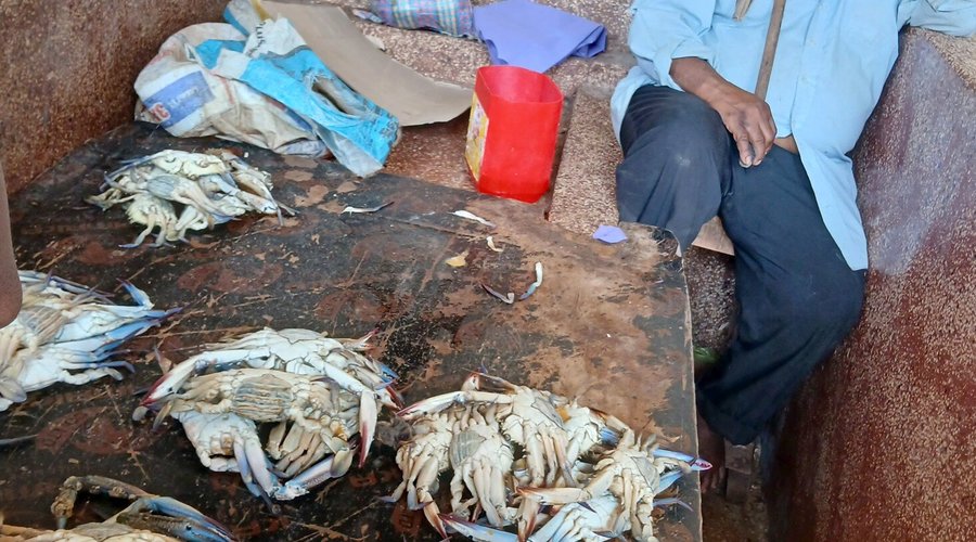 mercato del pesce